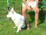 berger blanc suisse noemie - Berger Blanc Suisse