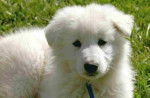 berger blanc suisse - Berger Blanc Suisse