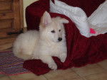 berger blanc suisse- louna - Berger Blanc Suisse