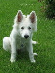 Berger Blanc Suisse - Baïka - Berger Blanc Suisse