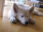 Berger Blanc Suisse - Baïka - Berger Blanc Suisse