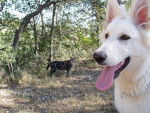 berger blanc suisse- louna - Berger Blanc Suisse