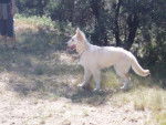 berger blanc suisse- louna - Berger Blanc Suisse