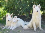 berger blanc suisse - Berger Blanc Suisse