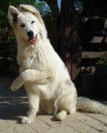 berger blanc suisse - Berger Blanc Suisse
