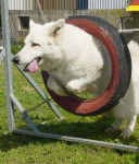 berger blanc suisse - Berger Blanc Suisse
