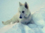 berger blanc suisse - Berger Blanc Suisse