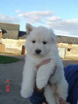 berger blanc suisse - Berger Blanc Suisse