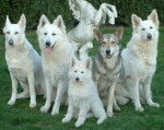 berger blanc suisse - Berger Blanc Suisse