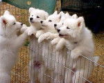 berger blanc suisse - Berger Blanc Suisse