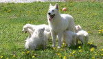 berger blanc suisse noemie - Berger Blanc Suisse