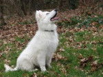 berger blanc suisse noemie - Berger Blanc Suisse