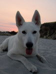 vegas, berger blanc suisse - Berger Blanc Suisse