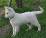 ??Pas A Moi?? - Berger Blanc Suisse