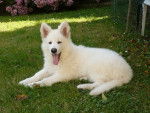 ??Pas A Moi?? - Berger Blanc Suisse