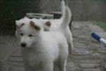 ??Pas A Moi?? - Berger Blanc Suisse
