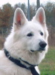 ??pas A Moii?? - Berger Blanc Suisse