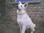 ??Pas A Moi?? - Berger Blanc Suisse