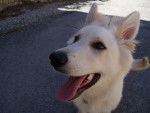 berger blanc suisse - louna - Berger Blanc Suisse