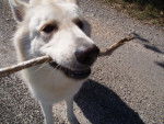 berger blanc suisse- louna - Berger Blanc Suisse