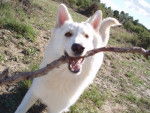 berger blanc suisse- louna - Berger Blanc Suisse