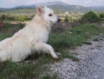 berger blanc suisse- louna - Berger Blanc Suisse