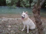 berger blanc suisse-Louna - Berger Blanc Suisse
