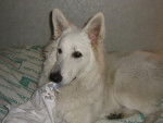 berger blanc suisse - Berger Blanc Suisse