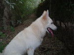berger blanc suisse- Louna - Berger Blanc Suisse