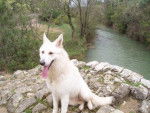 berger blanc suisse- Louna - Berger Blanc Suisse