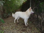 berger blanc suisse - Louna - Berger Blanc Suisse