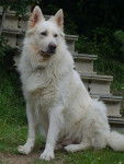 Berger Blanc suisse, Sonic - Berger Blanc Suisse