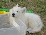 Berger Blanc Suisse - Belphegor Brook du Bois des Ternes - Berger Blanc Suisse
