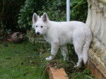 Falcon - Berger Blanc Suisse Mâle (4 mois)