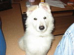 Berger blanc suisse BAIKY - Berger Blanc Suisse