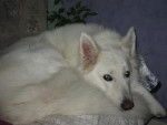 BERGER BLANC SUISSE TOSCANE - Berger Blanc Suisse