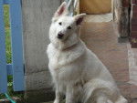 BERGER BLANC SUISSE TOSCANE - Berger Blanc Suisse
