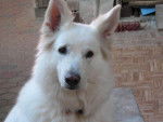 BERGER BLANC SUISSE TOSCANE - Berger Blanc Suisse
