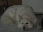 BERGER BLANC SUISSE TOSCANE - Berger Blanc Suisse