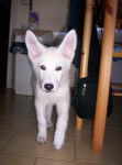 Berger blanc Suisse - Berger Blanc Suisse