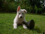 BERGER BLANC SUISSE / KIBA du Domaine des petites pattes - Berger Blanc Suisse