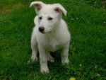 Berger Blanc Suisse / KIBA du Domaine des Petites Pattes - Berger Blanc Suisse