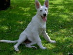BERGER BLANC SUISSE / Kiba du Domaine des Petites Pattes - Berger Blanc Suisse