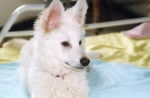 BERGER BLANC SUISSE - Berger Blanc Suisse