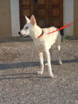 BERGER BLANC SUISSE * CIRCE * - Berger Blanc Suisse