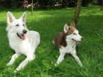 Best le Berger blanc suisse - Berger Blanc Suisse