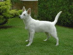 BERGER BLANC SUISSE / KIBA du domaine des Petites Pattes - Berger Blanc Suisse
