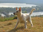 BERGER BLANC SUISSE / KIBA du Domaine des Petites Pattes - Berger Blanc Suisse