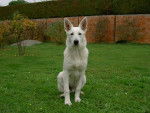 BERGER BLANC SUISSE / Kiba du Domaine des Petites Pattes - Berger Blanc Suisse