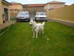 berger blanc suisse - Berger Blanc Suisse